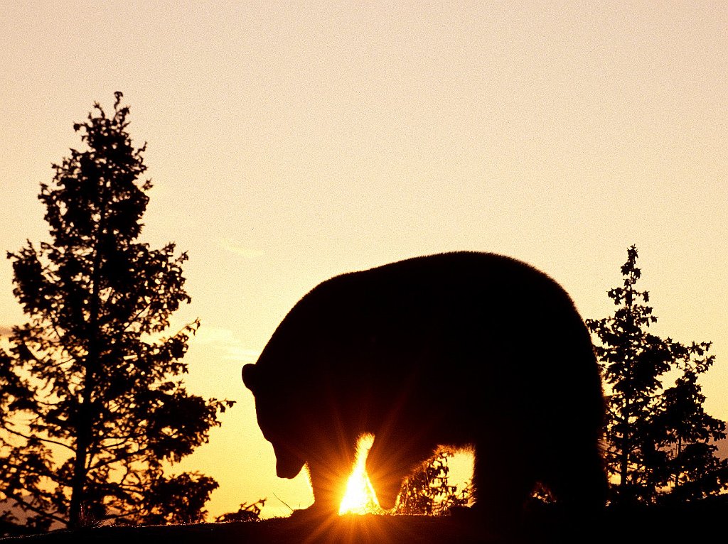 Black Bear at Sunrise